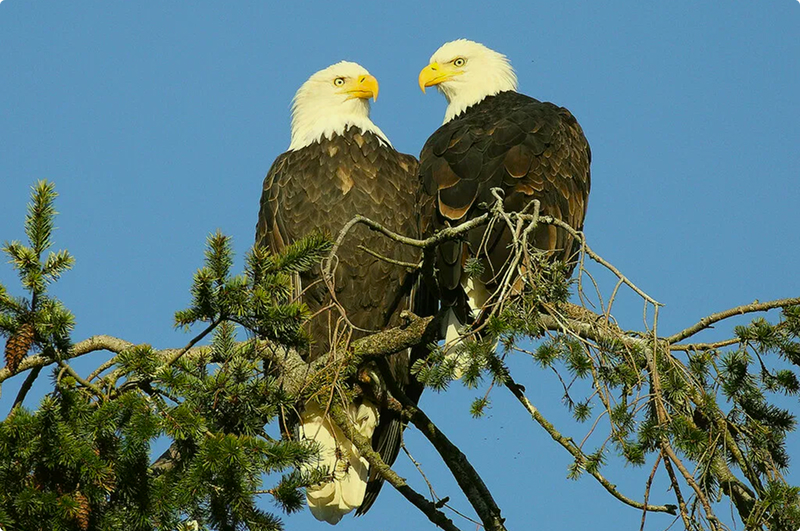 Eagles