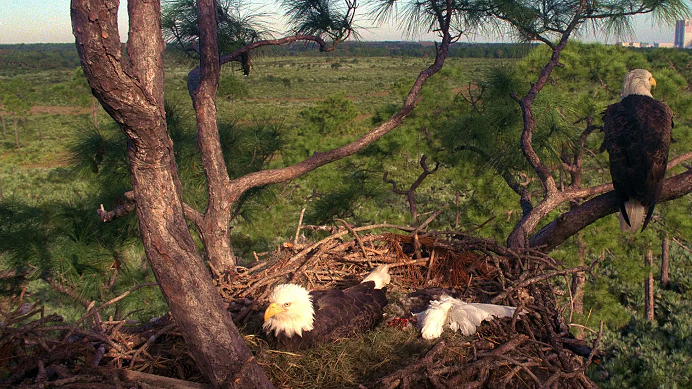 Eagle Live Cam
