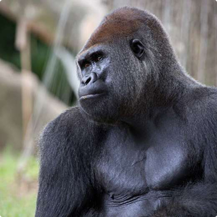 gorilla