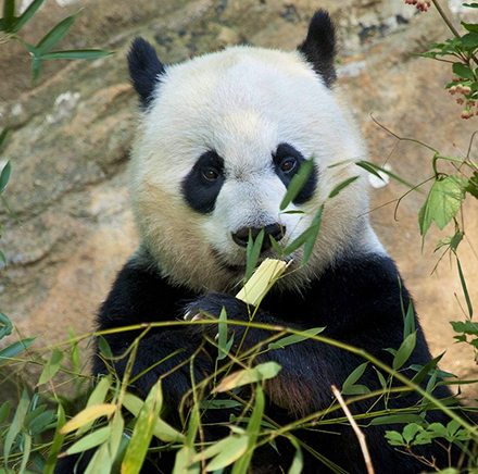 Giant Panda